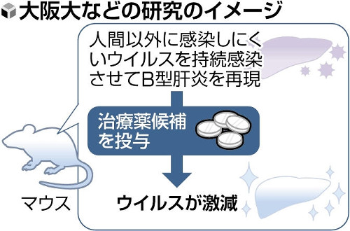 動物実験が難しいＢ型肝炎、マウスでの再現成功…感染マウスを使った実験で新薬候補も見つかる