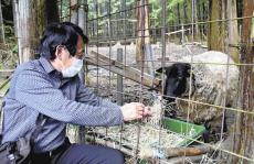 獣医師らが山林を切り開き放牧場整備、育てた馬・羊・豚を食品に…ふるさと納税返礼品として人気