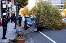 街路樹が倒れ乗用車を直撃、運転席の男性「何が起きたのか分からなかった」…神戸・元町の百貨店前