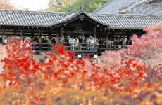 古都に広がるモミジの「雲海」、川端康成ゆかりの映えスポットも…京都で紅葉ピーク