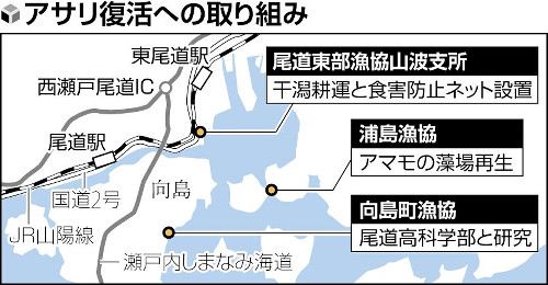 アサリ愛が止まらない尾道市民、「回転ずしとは全く違う」…激減した漁獲復活へ一丸