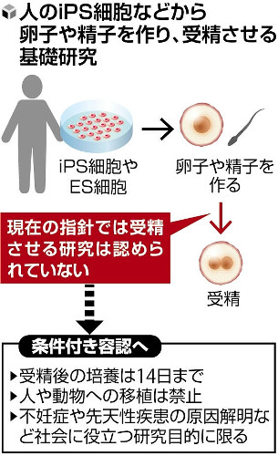 ｉＰＳ細胞から作った精子と卵子の受精、条件付きで容認へ…「科学的・社会的に意味がある研究のみ」