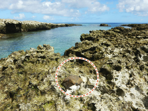 サンゴ礁と一体化した石器、切り取られてなくなる…鹿児島・喜界島の「縄文時代を知る手がかり」