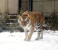 トラも喜び庭かけまわり…秋田で「雪の動物園」、冬眠するツキノワグマのモニター越し観察も