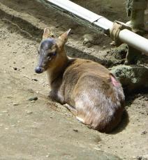 群馬県が独自の外来種リスト、ブルーギルやキョンなど２１２種…駆除や早期発見に期待