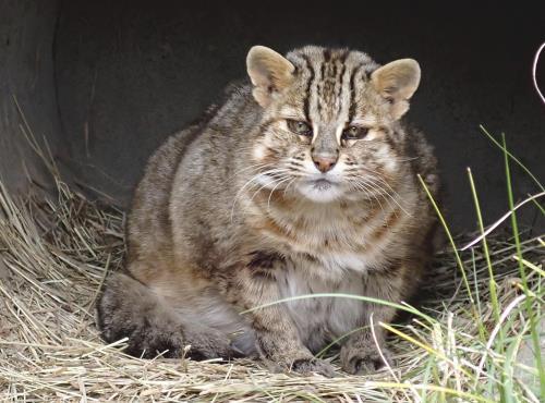 国内飼育最高齢、ツシマヤマネコ「もも」死ぬ…井の頭自然文化園