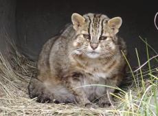 国内飼育最高齢、ツシマヤマネコ「もも」死ぬ…井の頭自然文化園