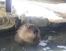 雪が降りしきる中、カピバラは露天風呂でぬくぬく…見に訪れた男性「満足そう」