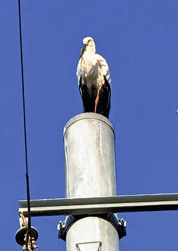 「幸せ運ぶ」コウノトリ、猛スピードの新幹線にも動じず…兵庫・明石市に飛来、架線柱で羽を休める