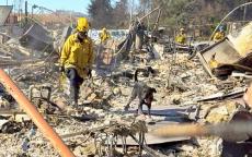 ロス山火事の建物崩落現場、探知犬ほえ続け人骨埋まる可能性…保安官「死者は今後も増えるだろう」