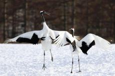 タンチョウの群れ、優雅な求愛ダンス…北海道鶴居村