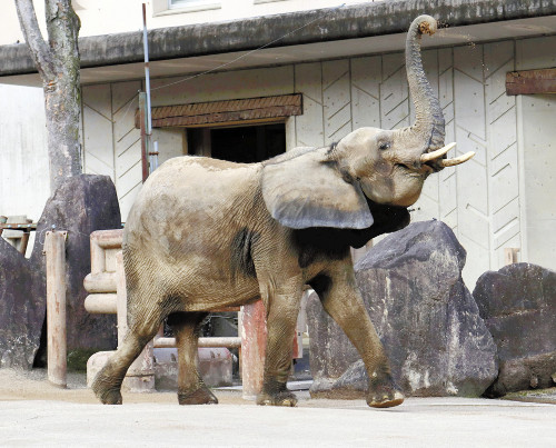 国内初のマルミミゾウ出産へ、地元カープも応援…検査機器贈りＣＦで新井監督呼びかけ