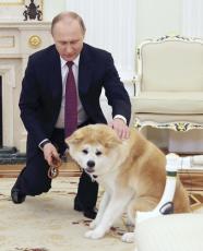 秋田犬「ゆめ」は元気…ロシア大統領府「プーチン大統領を喜ばせ続けています」