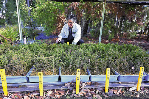 突然変異で無花粉のスギ、挿し木で大量生産計画…「花粉の飛散量は劇的に減らせる」