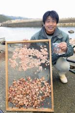 シイラやブリを天日で干してうまみ濃縮「猫の食いつきすごい」…徳島・美波で未利用魚肉片から「ペットのおやつ」