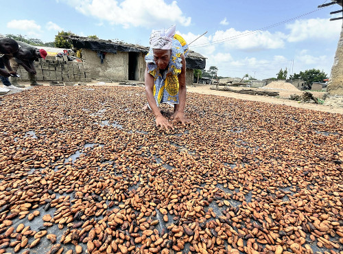 チョコレート原材料のカカオ豆、価格高騰…温暖化で西アフリカの産地が不作続き