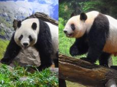 上野動物園のパンダ「シャオシャオ」と「レイレイ」、1月下旬に中国