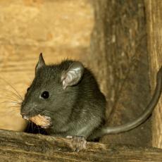 黒死病の原因はネズミだけではなかった!? コロモジラミの原因説が浮上　米国で研究