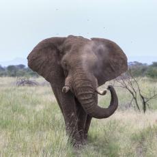 ゾウ、それぞれに「呼び名」があった！ ケニアの群れで鳴き声を分析　遠距離からの呼びかけで使用か