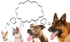 AI翻訳で愛犬の鳴き声が理解できる!? 犬74匹の音の違いは聞き分け成功 あとは「意味」 米大学で研究