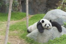 野生のパンダが増えている！中国で繁殖個体を自然に戻す取り組み 親と子供の撮影にも成功