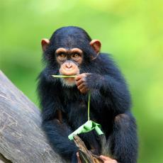 チンパンジー 素早いジェスチャーでコミニケーション 人間と似てる!?最大7つを連続使用 アフリカ東部で研究
