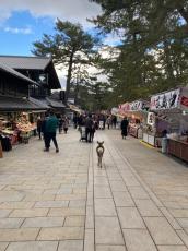 知られざる「奈良」の実態が話題 東大寺は観光客、西大寺は地元民に人気、平城京に近鉄が乗り入れ!?