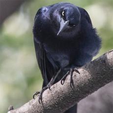 カラスは“恨みつらみ”を17年間記憶していた！06年からの長期調査で判明　米大学で研究