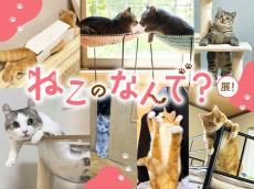 にゃんこのおもしろ写真集結！「ねこのなんで？大賞」受賞作におじさん化ネコ、液体化ネコなど