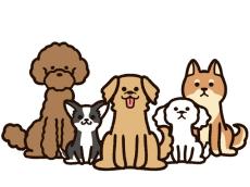 ピカソ的ユニーク顔の救助犬ブロディがネット上で大人気！飼い主「彼は愛されています。外見関係ない」