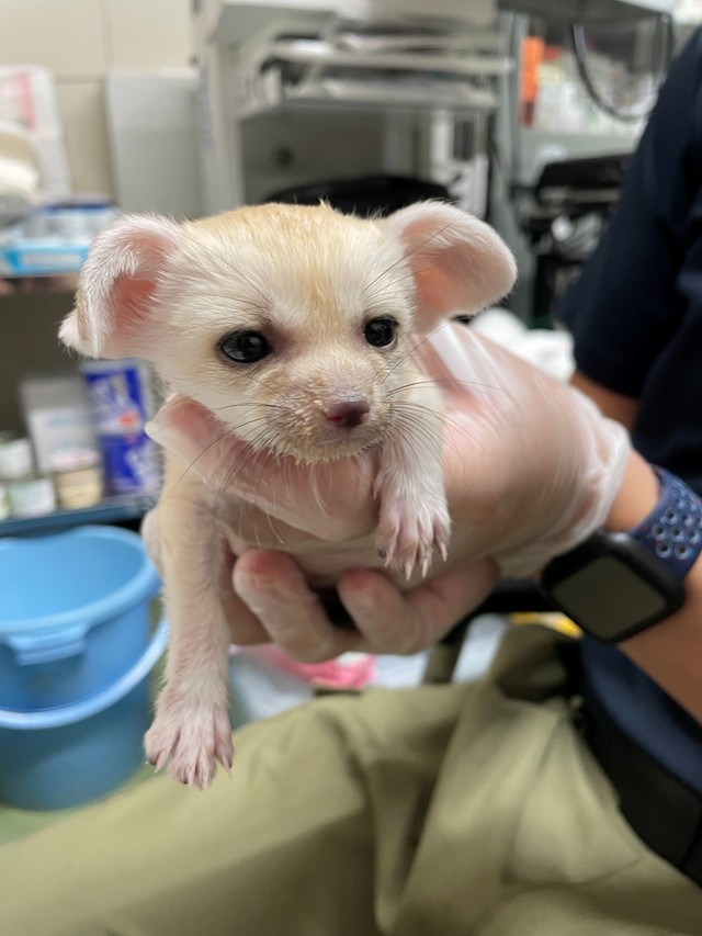 7年ぶり誕生「かわいい！」だけではない…きつねの一種・フェネック