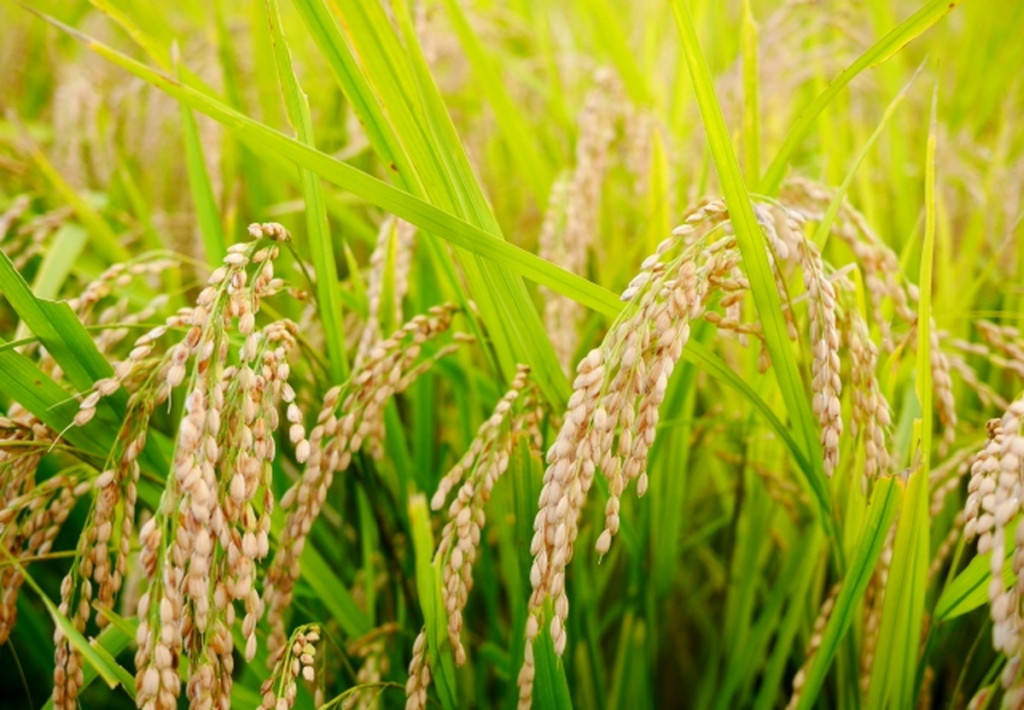 【農林水産省】日本産の食品輸出増に弾み　ＲＣＥＰが２０２１年１月発効へ