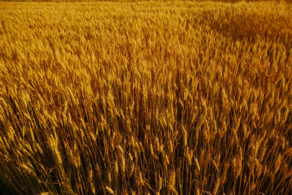 小麦粉価格の高騰続く、食品値上げや米粉代用の動きも