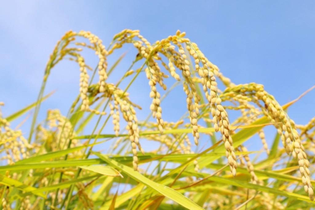 実るほど頭を垂れる稲穂かな』─稲盛和夫さんの活力と謙虚さ【私の雑記