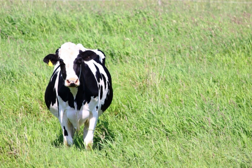 【農林水産省】牛肉の低関税枠7割が消化　輸出拡大にブレーキ