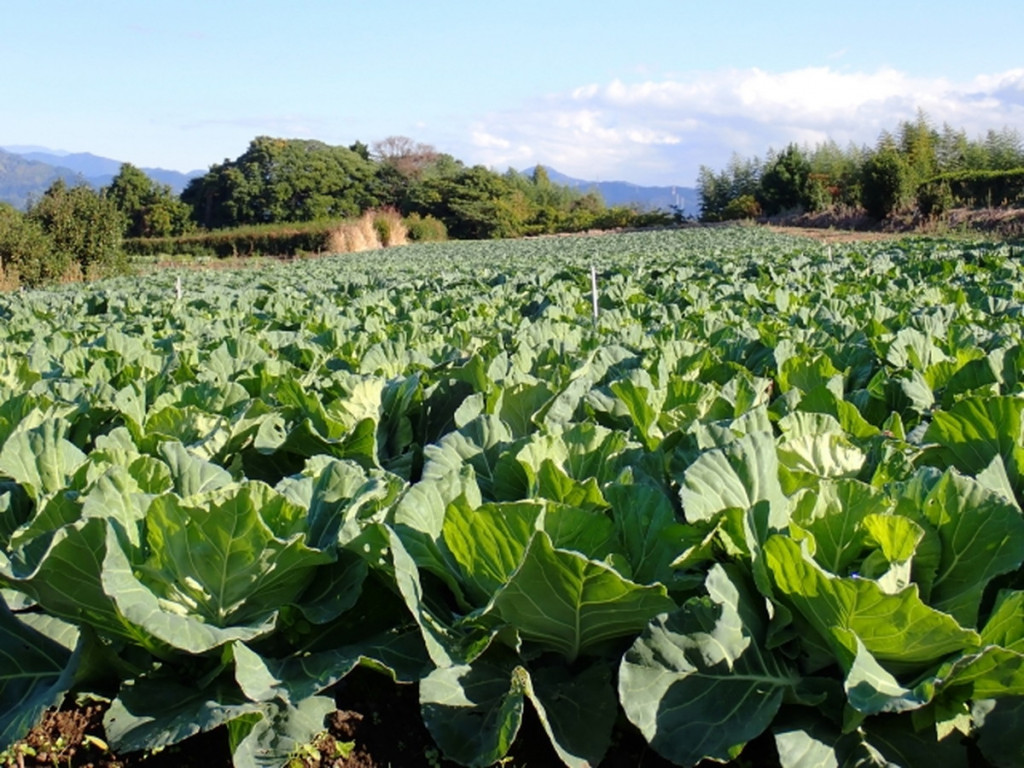 【農林水産省】野菜高値で家計直撃　天候不順で1月も割高