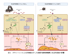 社会的孤独が動脈硬化を促進する仕組み解明　心筋梗塞などの要因に　慶大